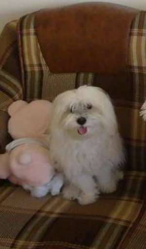 vand bichon havanez