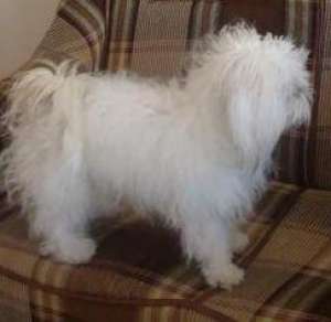 vand bichon havanez