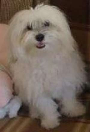 vand bichon havanez