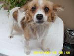 Gasit catelusa talie mica, metis,  sterilizata, zona P-ta Rosetti,  in ziua de 13 iunie. Pt adoptie