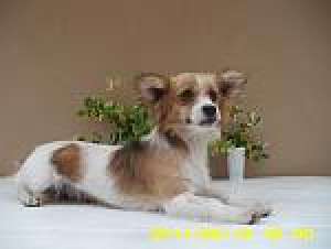Gasit catelusa talie mica, metis,  sterilizata, zona P-ta Rosetti,  in ziua de 13 iunie. Pt adoptie