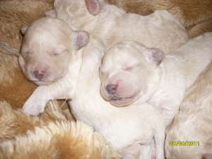vand pui caniche pudel Timisoara