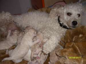 vand pui caniche pudel Timisoara