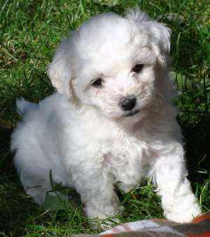 caini Bichon Frise rasa pura de talie mica. Transport in toata tara