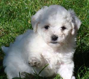 caini Bichon Frise rasa pura de talie mica. Transport in toata tara