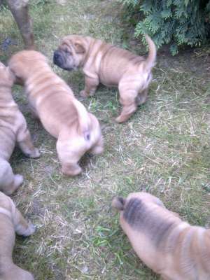 vand catelusi shar-pei