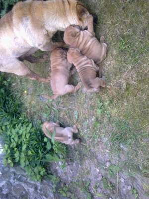 vand catelusi shar-pei