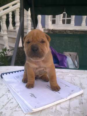 vand catelusi shar-pei