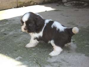 VAND PUI SUPERBI SHIH-TZU