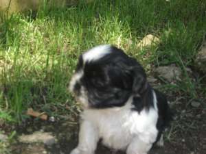 VAND PUI SUPERBI SHIH-TZU