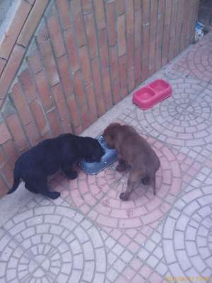 Vand 3 labradori