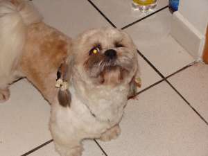 Ofer la monta shih-tzu baiat