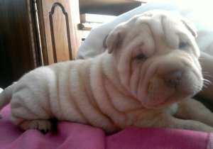 Vand pui shar-pei deosebiti!!700ron