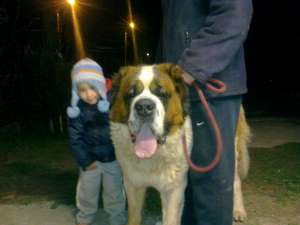 vand pui saint bernard