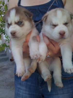 CAINI juniori husky siberian