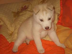 CAINI juniori husky siberian