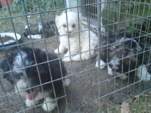Vand catei Bichon Havanesse