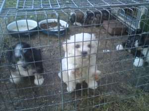 Vand catei Bichon Havanesse