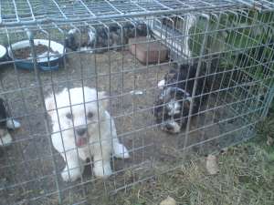Vand catei Bichon Havanesse