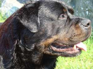monta rottweiler exemplar extraordinar