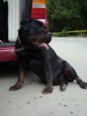 monta rottweiler exemplar extraordinar