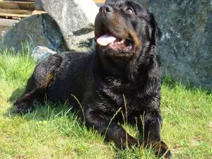 monta rottweiler exemplar extraordinar