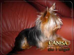 PUI YORKSHIRE TERRIER MINI(TOY)-OFERTA SPECIALA -299 E