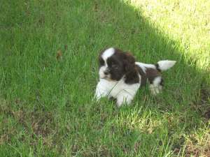 SHIH-TZU SUPERBI