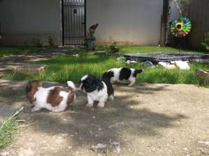 SHIH-TZU SUPERBI