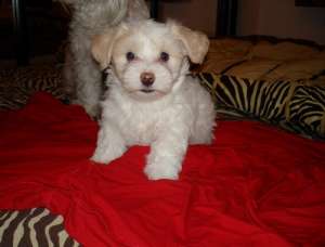 vand pui de bichon maltez baiat