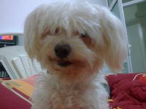 vand pui de bichon maltez baiat