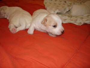 vand pui de bichon maltez baiat