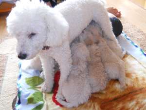 vand  pui caniche