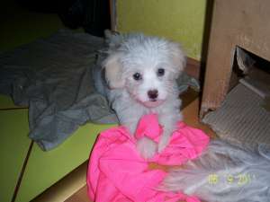 VAND PUI BICHON