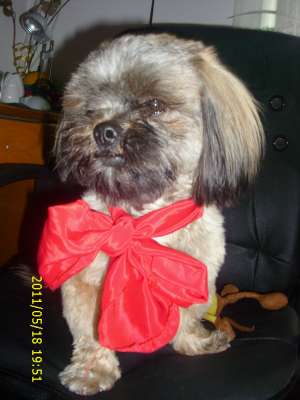 bichon havanez