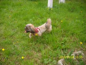 bichon havanez