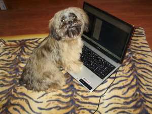 bichon havanez