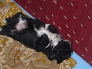 SHIH TZU de vanzare