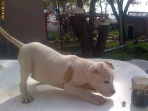 Vand pui amstaff,  parinti cu pedegree