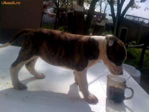 Vand pui amstaff,  parinti cu pedegree