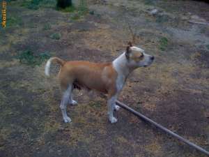 Vand pui amstaff,  parinti cu pedegree