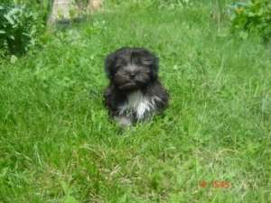 bichon havanez