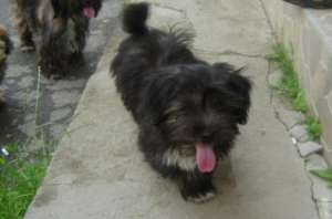 bichon havanez