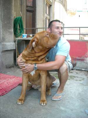 VAND DOGUE DE BORDEAUX