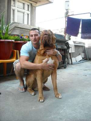 VAND DOGUE DE BORDEAUX