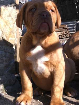 VAND DOGUE DE BORDEAUX