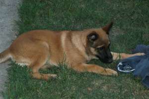 Vand pui Malinois, exceptionali