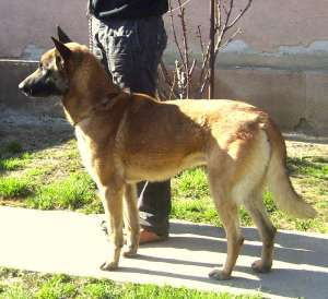 Vand pui Malinois, exceptionali