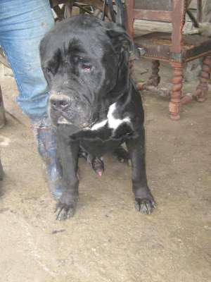 Pui cane corso