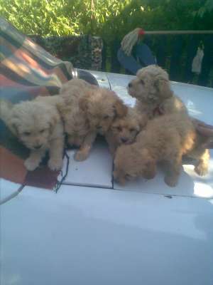 vand bichon